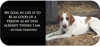 adopt jpg