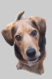 dog jpg