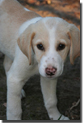 dog sawyer