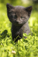 cat jpg