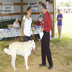 dog show jpg