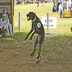 dog show jpg